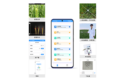 南开区小麦表型测量仪IN-XM05